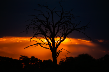 Sunset in Botswana