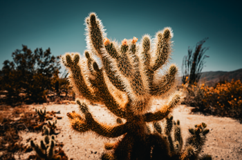 Anza Borrega cactus