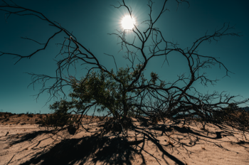 Desert life
