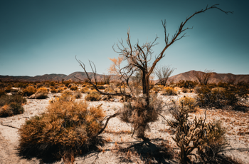 Desert