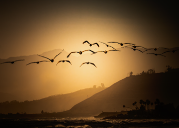 Pelicans at Rincon