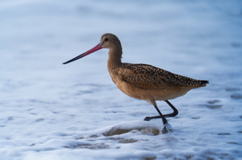 Marbled Godwit 