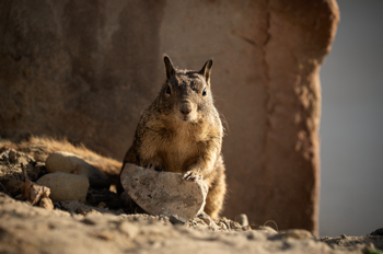 Ground squirrel