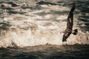 Flight